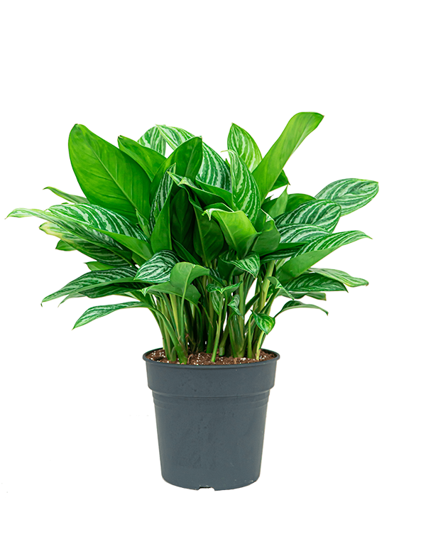 Verzorgingstips Aglaonema